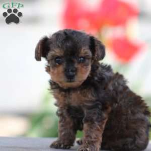 Daisy, Yorkie Poo Puppy